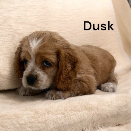 puppy, for, sale, Cocker Spaniel, Joe & Cherri  Overlease, dog, breeder, Miller, MO, dog-breeder, puppy-for-sale, forsale, nearby, find, puppyfind, locator, puppylocator, aca